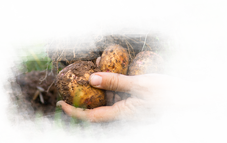 Seed Potato Production