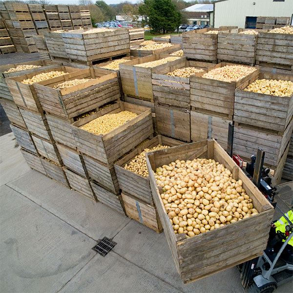 Her Tohumun Arkasında: Koordinasyon, Tutku ve Hassasiyet…