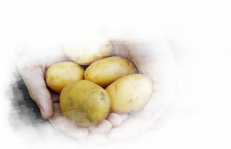 Seed Potato Quality